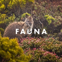 Fauna (Animals)