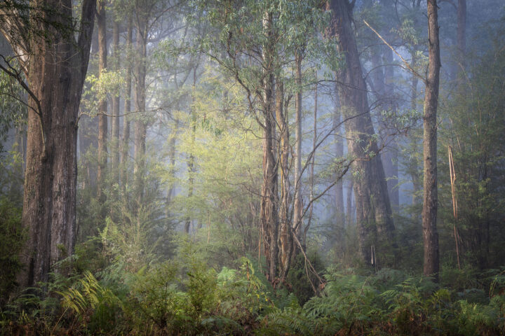 Colours of the Bush