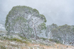Dance of the Rosellas