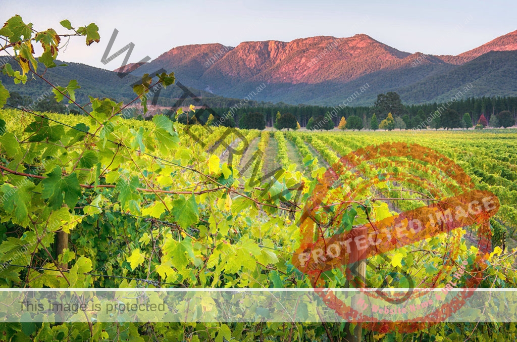 The vines at Feathertop Winery