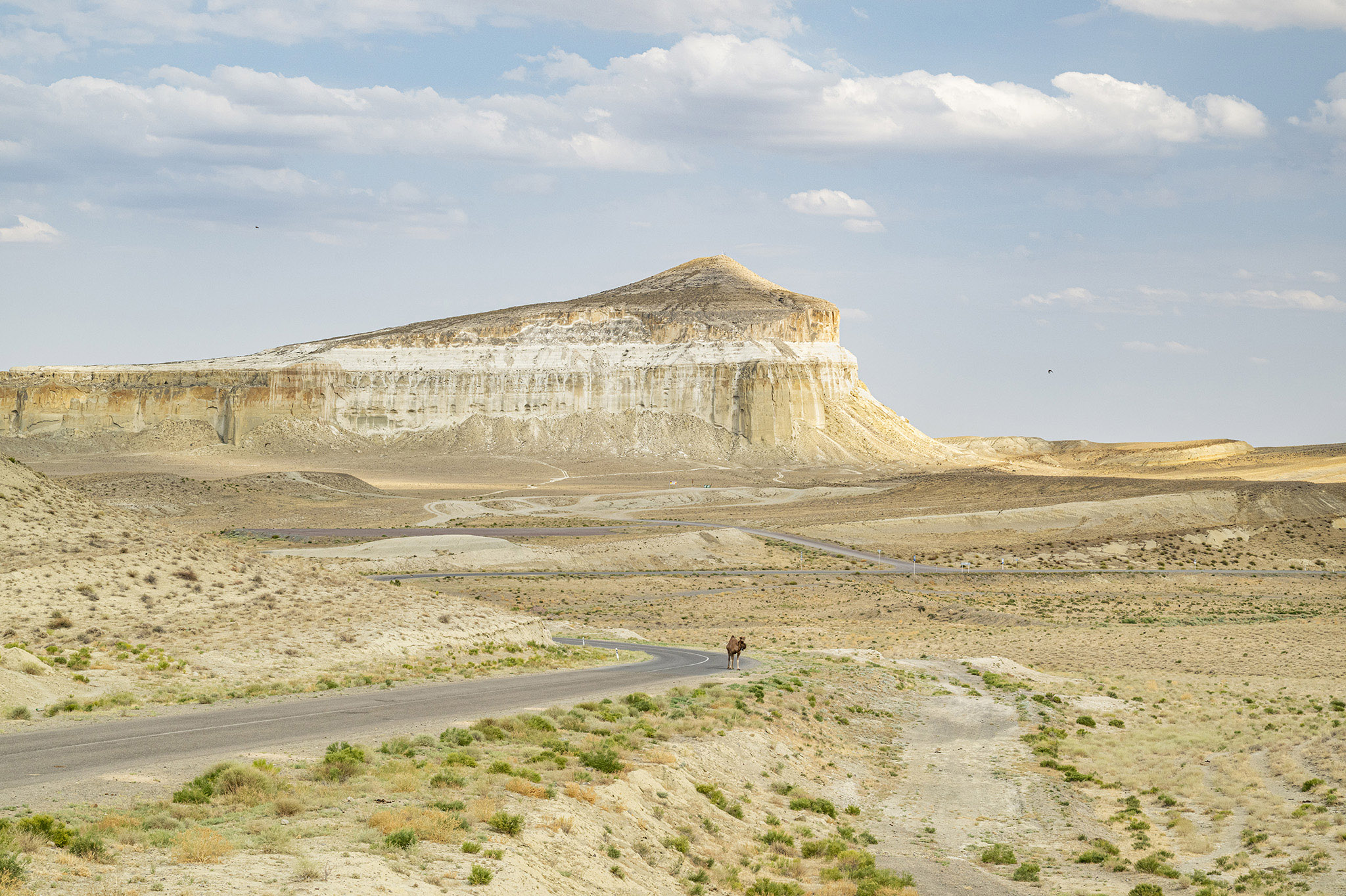 The Sherkala Camel