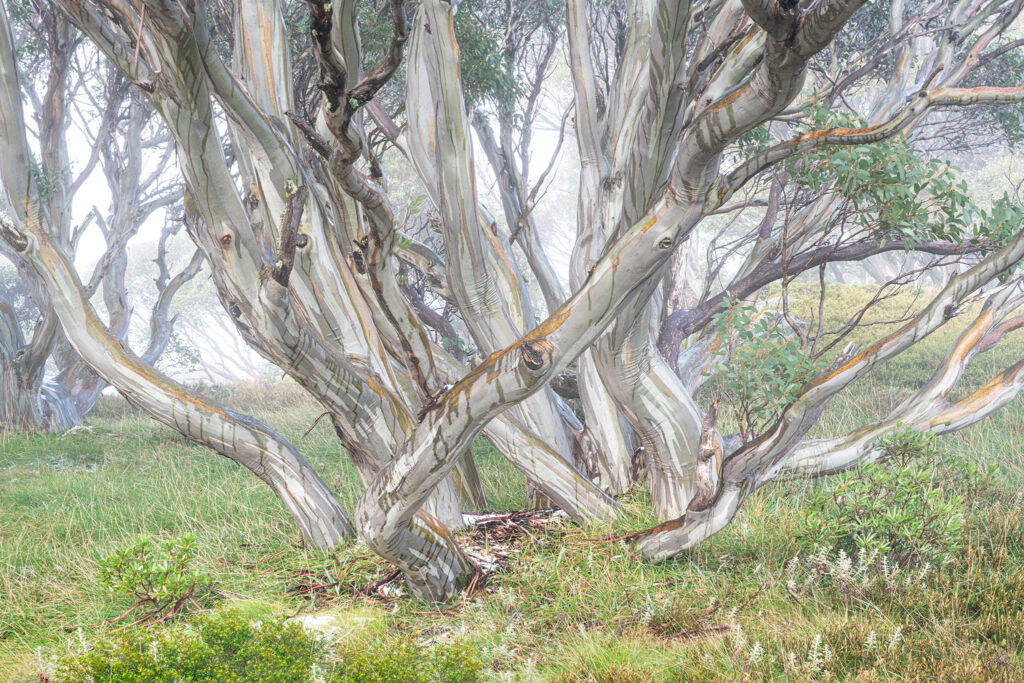 Wet Snowgums - Alpine Light